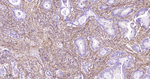 Collagen III Antibody in Immunohistochemistry (Paraffin) (IHC (P))