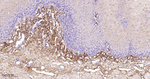 Collagen III Antibody in Immunohistochemistry (Paraffin) (IHC (P))