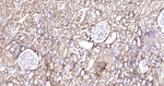 Collagen III Antibody in Immunohistochemistry (Paraffin) (IHC (P))