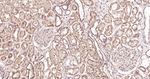 Phospho-eNOS (Ser1177) Antibody in Immunohistochemistry (Paraffin) (IHC (P))
