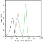 Phospho-YAP1 (Ser127) Antibody in Flow Cytometry (Flow)