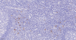 CD30 Recombinant Rabbit Monoclonal Antibody (3A20)