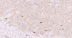 ChAT Recombinant Rabbit Monoclonal Antibody (3G9)