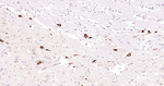 ChAT Antibody in Immunohistochemistry (Paraffin) (IHC (P))