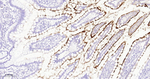 CD203c Antibody in Immunohistochemistry (Paraffin) (IHC (P))