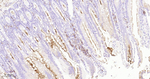 CD203c Antibody in Immunohistochemistry (Paraffin) (IHC (P))