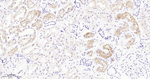 CD203c Antibody in Immunohistochemistry (Paraffin) (IHC (P))
