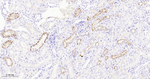 CD203c Antibody in Immunohistochemistry (Paraffin) (IHC (P))