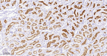 CD203c Antibody in Immunohistochemistry (Paraffin) (IHC (P))