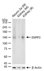 CD203c Antibody in Western Blot (WB)