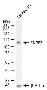 CD203c Antibody in Western Blot (WB)