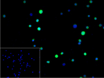 pro-Caspase 3 Monoclonal Antibody (1B1)