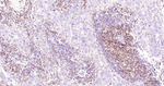 pro-Caspase 3 Antibody in Immunohistochemistry (Paraffin) (IHC (P))