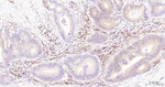 pro-Caspase 3 Antibody in Immunohistochemistry (Paraffin) (IHC (P))
