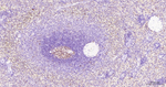 pro-Caspase 3 Antibody in Immunohistochemistry (Paraffin) (IHC (P))