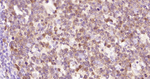 pro-Caspase 3 Antibody in Immunohistochemistry (Paraffin) (IHC (P))