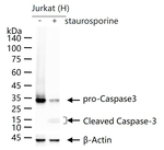 pro-Caspase 3 Antibody in Western Blot (WB)