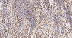 S100A4 Antibody in Immunohistochemistry (Paraffin) (IHC (P))