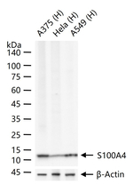 S100A4 Antibody in Western Blot (WB)