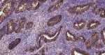 MUC1 Antibody in Immunohistochemistry (Paraffin) (IHC (P))