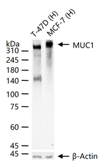 MUC1 Antibody in Western Blot (WB)