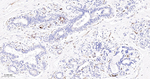 TGM2 Antibody in Immunohistochemistry (Paraffin) (IHC (P))