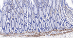 TGM2 Antibody in Immunohistochemistry (Paraffin) (IHC (P))