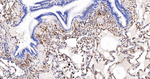 TGM2 Antibody in Immunohistochemistry (Paraffin) (IHC (P))