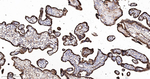 TGM2 Antibody in Immunohistochemistry (Paraffin) (IHC (P))