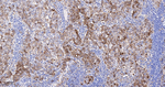 TGM2 Antibody in Immunohistochemistry (Paraffin) (IHC (P))
