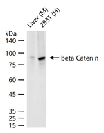 beta Catenin Antibody in Western Blot (WB)