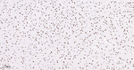 Phospho-p38 MAPK alpha (Thr180, Tyr182) Antibody in Immunohistochemistry (Paraffin) (IHC (P))