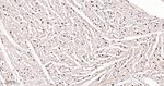 Phospho-p38 MAPK alpha (Thr180, Tyr182) Antibody in Immunohistochemistry (Paraffin) (IHC (P))
