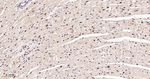 Phospho-p38 MAPK alpha (Thr180, Tyr182) Antibody in Immunohistochemistry (Paraffin) (IHC (P))