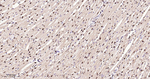 Phospho-p38 MAPK alpha (Thr180, Tyr182) Antibody in Immunohistochemistry (Paraffin) (IHC (P))