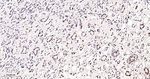 Phospho-p38 MAPK alpha (Thr180, Tyr182) Antibody in Immunohistochemistry (Paraffin) (IHC (P))