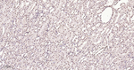 Phospho-p38 MAPK alpha (Thr180, Tyr182) Antibody in Immunohistochemistry (Paraffin) (IHC (P))
