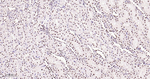 Phospho-p38 MAPK alpha (Thr180, Tyr182) Antibody in Immunohistochemistry (Paraffin) (IHC (P))
