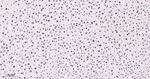Phospho-p38 MAPK alpha (Thr180, Tyr182) Antibody in Immunohistochemistry (Paraffin) (IHC (P))