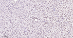 Phospho-p38 MAPK alpha (Thr180, Tyr182) Antibody in Immunohistochemistry (Paraffin) (IHC (P))