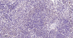 Phospho-p38 MAPK alpha (Thr180, Tyr182) Antibody in Immunohistochemistry (Paraffin) (IHC (P))