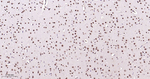 Phospho-p38 MAPK alpha (Thr180, Tyr182) Antibody in Immunohistochemistry (Paraffin) (IHC (P))