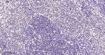 Phospho-p38 MAPK alpha (Thr180, Tyr182) Antibody in Immunohistochemistry (Paraffin) (IHC (P))