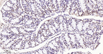 Phospho-p38 MAPK alpha (Thr180, Tyr182) Antibody in Immunohistochemistry (Paraffin) (IHC (P))