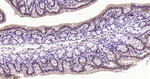Phospho-p38 MAPK alpha (Thr180, Tyr182) Antibody in Immunohistochemistry (Paraffin) (IHC (P))