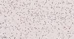 Phospho-p38 MAPK alpha (Thr180, Tyr182) Antibody in Immunohistochemistry (Paraffin) (IHC (P))