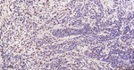 Phospho-p38 MAPK alpha (Thr180, Tyr182) Antibody in Immunohistochemistry (Paraffin) (IHC (P))