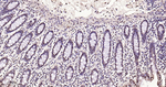 Phospho-p38 MAPK alpha (Thr180, Tyr182) Antibody in Immunohistochemistry (Paraffin) (IHC (P))