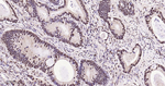 Phospho-p38 MAPK alpha (Thr180, Tyr182) Antibody in Immunohistochemistry (Paraffin) (IHC (P))