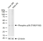 Phospho-p38 MAPK alpha (Thr180, Tyr182) Antibody in Western Blot (WB)